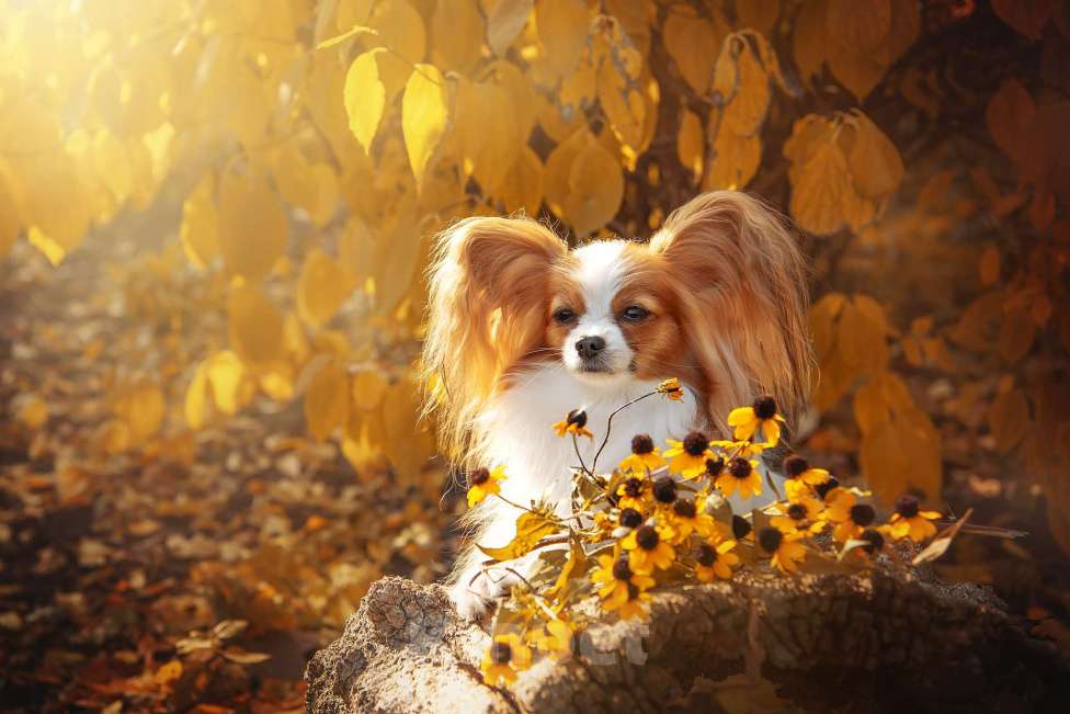 Собаки в Москве: щенки папийона Мальчик, Бесплатно - фото 2