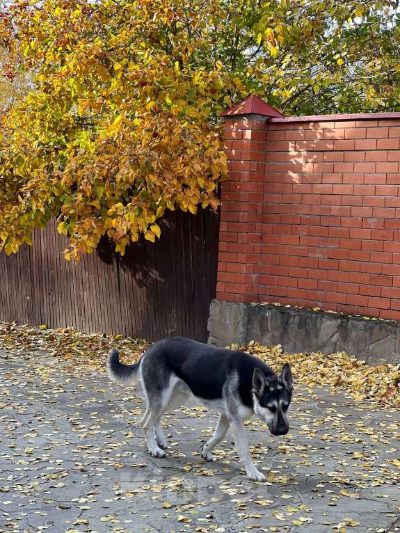 Собаки в других городах Московской области: Лаврик ищет дом! Мальчик, Бесплатно - фото 4