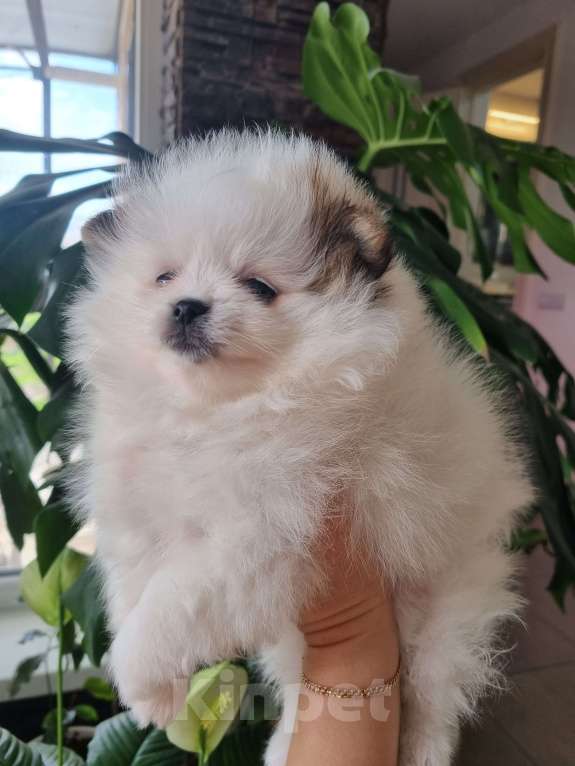 Собаки в Котельниково: Девочка  Девочка, 60 000 руб. - фото 6