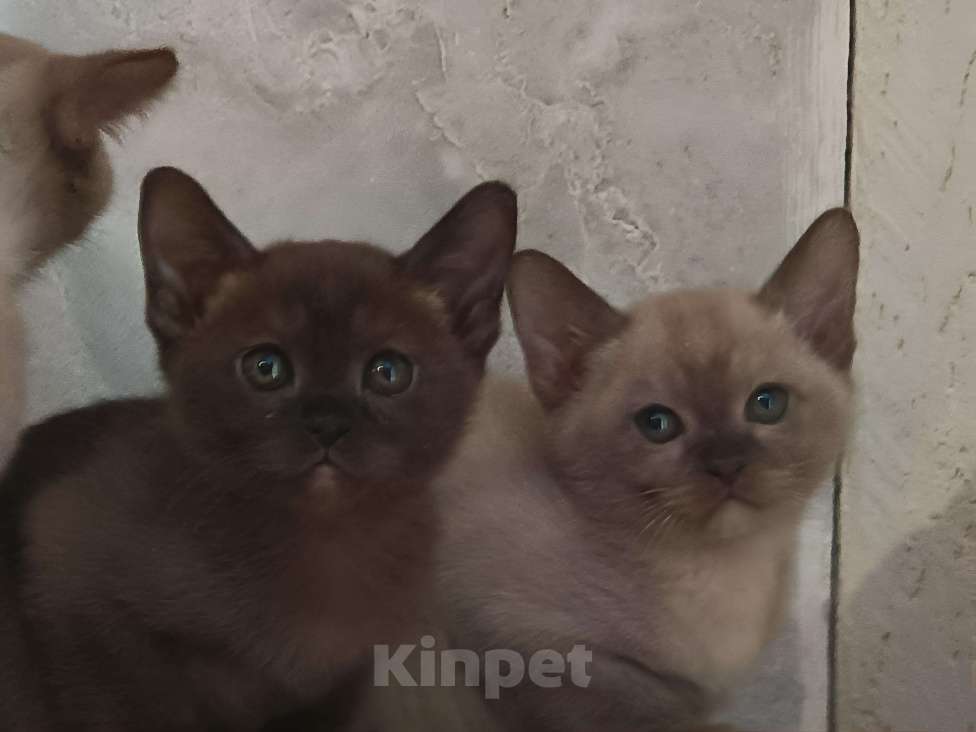 Кошки в других городах Владимирской области: Бурманские котята Разнополые, Бесплатно - фото 2