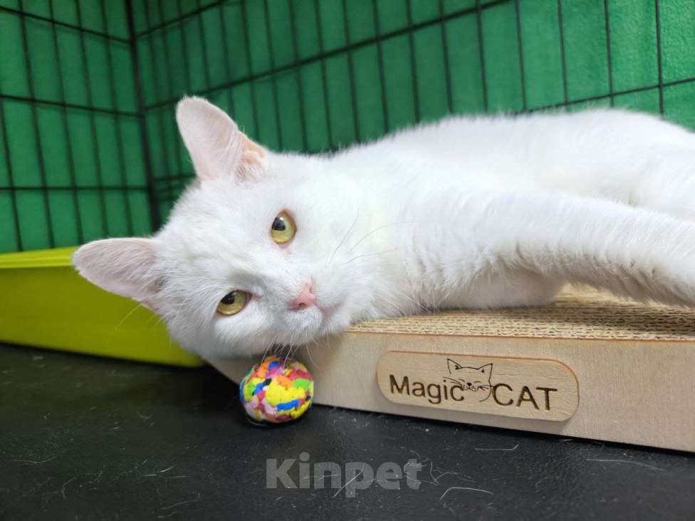 Кошки в Москве: Котик в добрые руки Мальчик, Бесплатно - фото 1