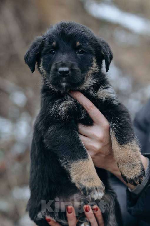 Собаки в Москве: Енисей  Мальчик, Бесплатно - фото 6