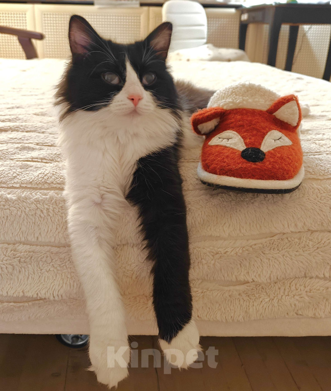 Кошки в Казани: Кошечка Ника. 1 год Девочка, Бесплатно - фото 6