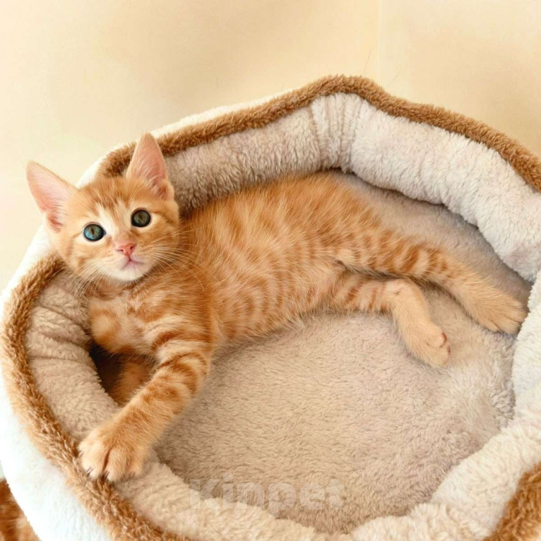Кошки в Геленджике: Котенок курильского бобтейла из питомника Мальчик, 25 000 руб. - фото 3