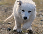 Собаки в Екатеринбурге: Щенок белой Швейцарской овчарки девочка Д/Ш Девочка, 50 000 руб. - фото 3