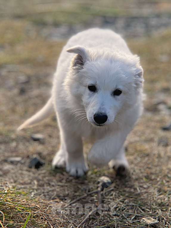 Собаки в Екатеринбурге: Щенок белой Швейцарской овчарки девочка Д/Ш Девочка, 50 000 руб. - фото 3