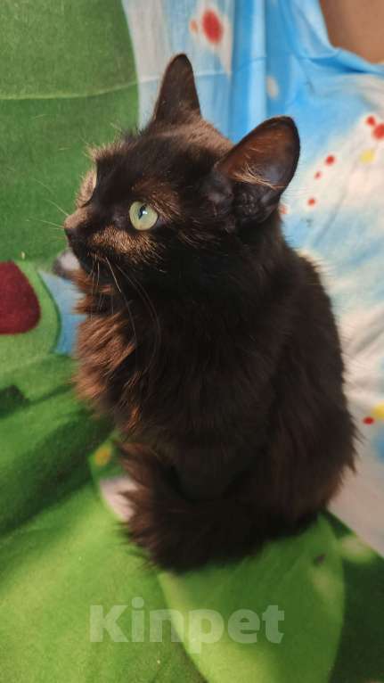 Кошки в Санкт-Петербурге: Пушинка Девочка, Бесплатно - фото 8