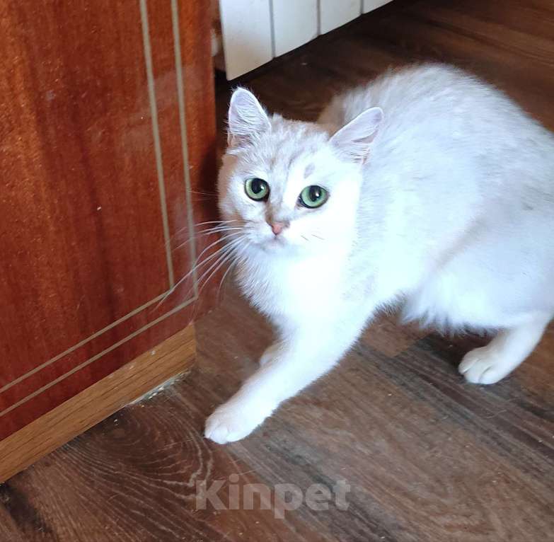 Кошки в Москве: Серебристая кошка Дарси Девочка, 1 000 руб. - фото 2