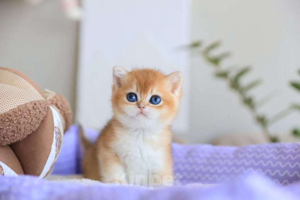 Кошки в Москве: Британский котёнок Оскар Мальчик, 130 000 руб. - фото 1