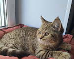 Кошки в Калуге: Шотландская девочка с документами  Девочка, 17 000 руб. - фото 5