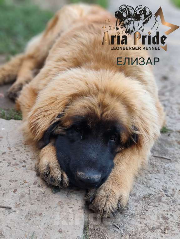Собаки в других городах Московской области: Ария Прайд Елизар Мальчик, 160 000 руб. - фото 4