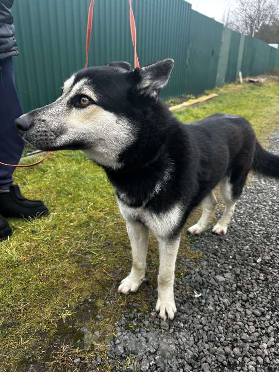 Собаки в Голицыно: Тео Мальчик, Бесплатно - фото 4