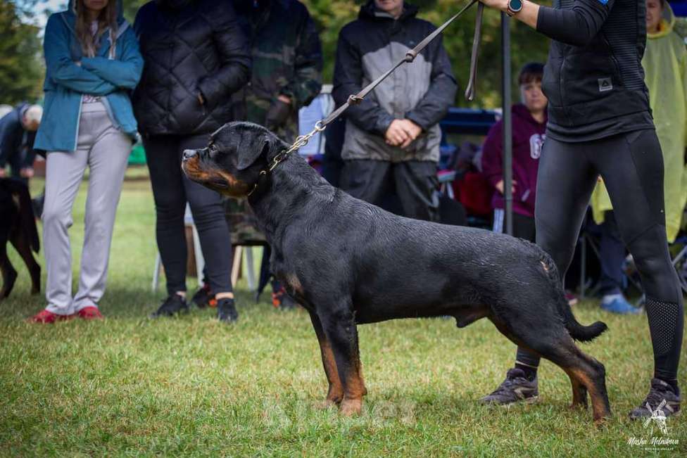 Собаки в Ростове-на-Дону: Элитные щенки ротвейлера  Мальчик, 60 руб. - фото 2