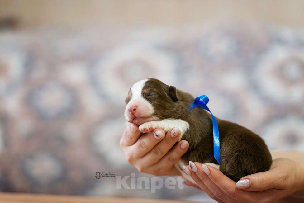 Собаки в Москве: Австралийская овчарка, аусси Мальчик, Бесплатно - фото 3