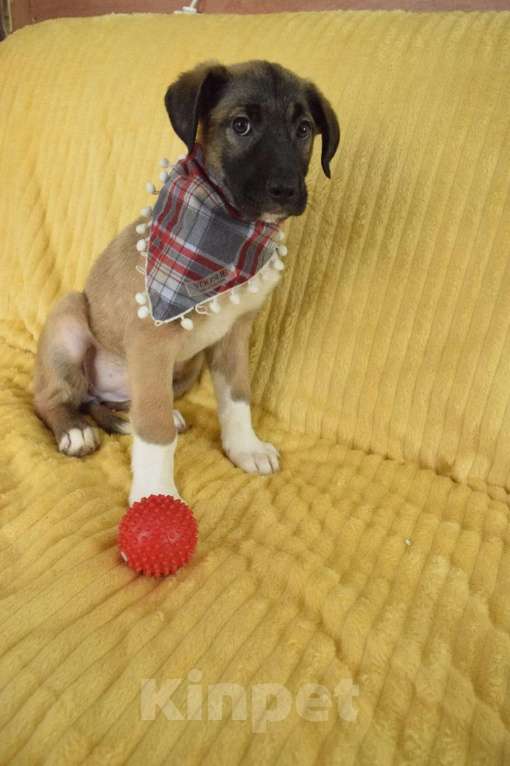 Собаки в Санкт-Петербурге: Братик и сестрички ищут дом!! Девочка, Бесплатно - фото 8