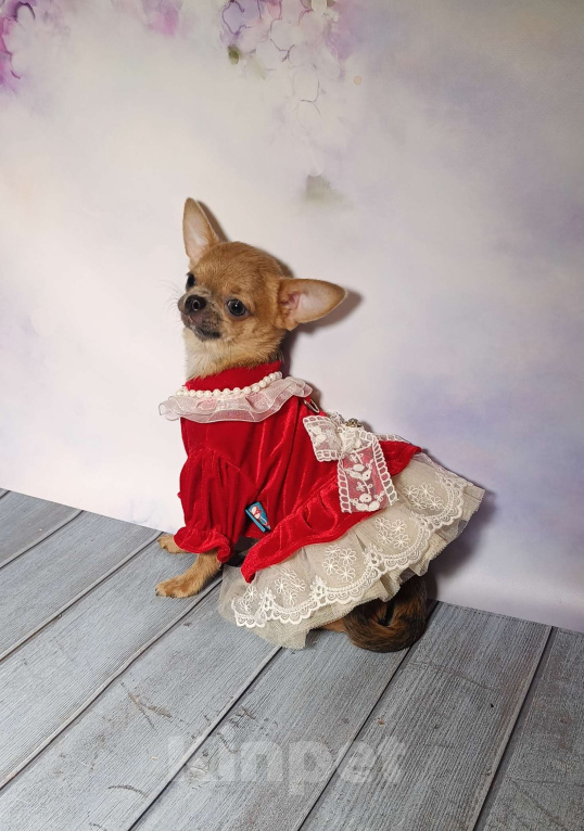 Собаки в Москве: Миниатюрная курносая красотка Девочка, 92 000 руб. - фото 1