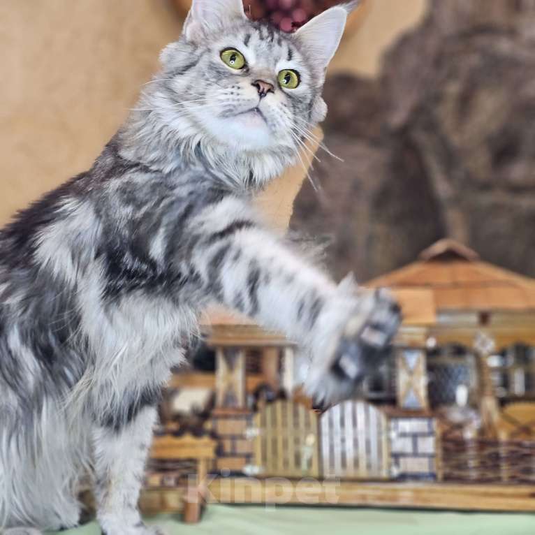 Кошки в Кисловодске: Питомник AnElKron, продажа котят Мальчик, 80 000 руб. - фото 8