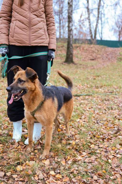 Собаки в Москве: Тася Девочка, Бесплатно - фото 3