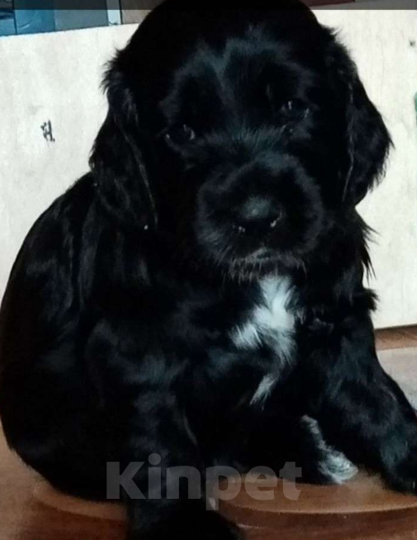 Собаки в Челябинске: Три девочки и один мальчик Мальчик, 6 000 руб. - фото 3