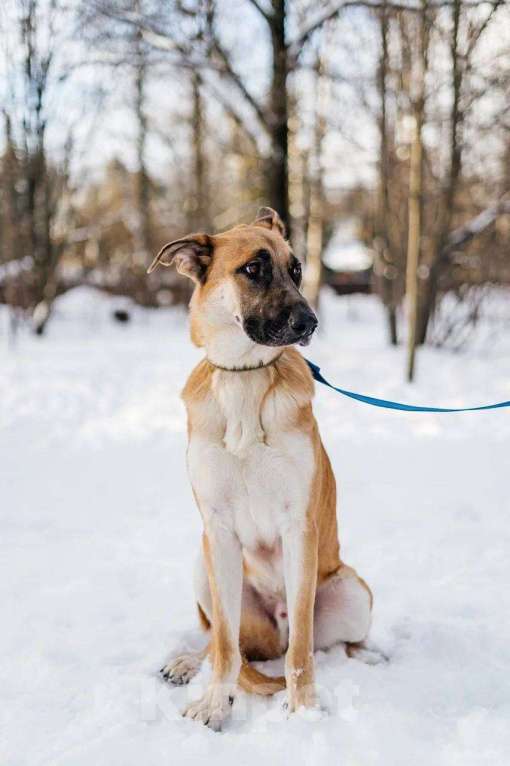 Собаки в Москве: Его могут сдать в приют Мальчик, Бесплатно - фото 3