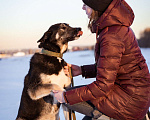 Собаки в Москве: Молодой, активный, дружелюбный мальчишка Мальчик, Бесплатно - фото 3