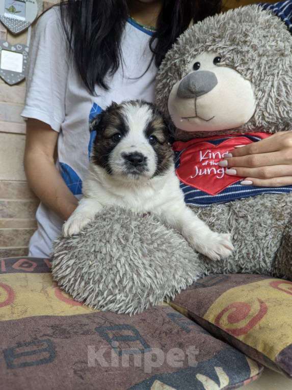 Собаки в Москве: Метисы лайки  Девочка, 1 руб. - фото 5