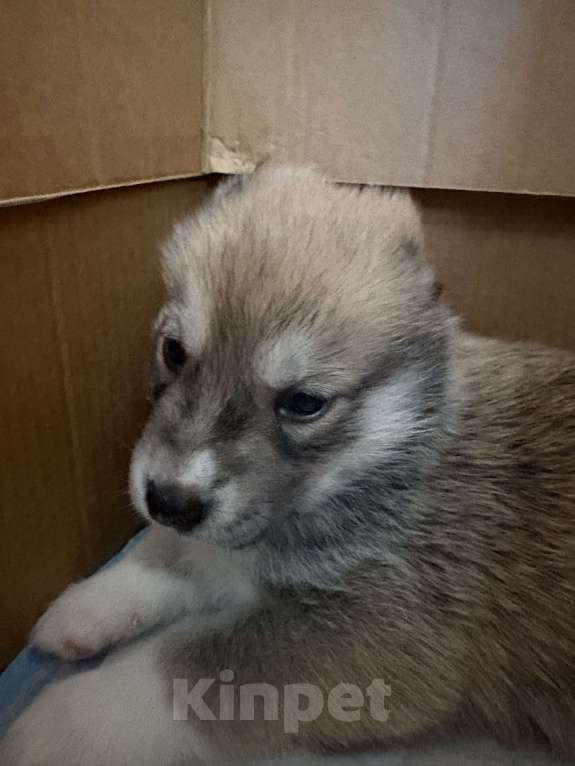 Собаки в других городах Свердловской области: Белка Девочка, Бесплатно - фото 3