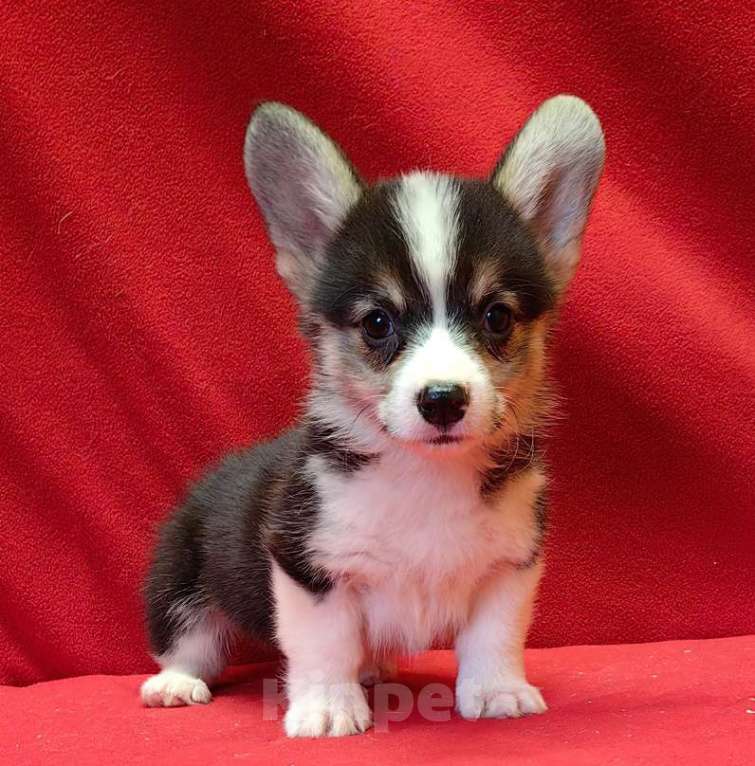 Собаки в Москве: Мальчики и девочки Мальчик, 40 000 руб. - фото 7