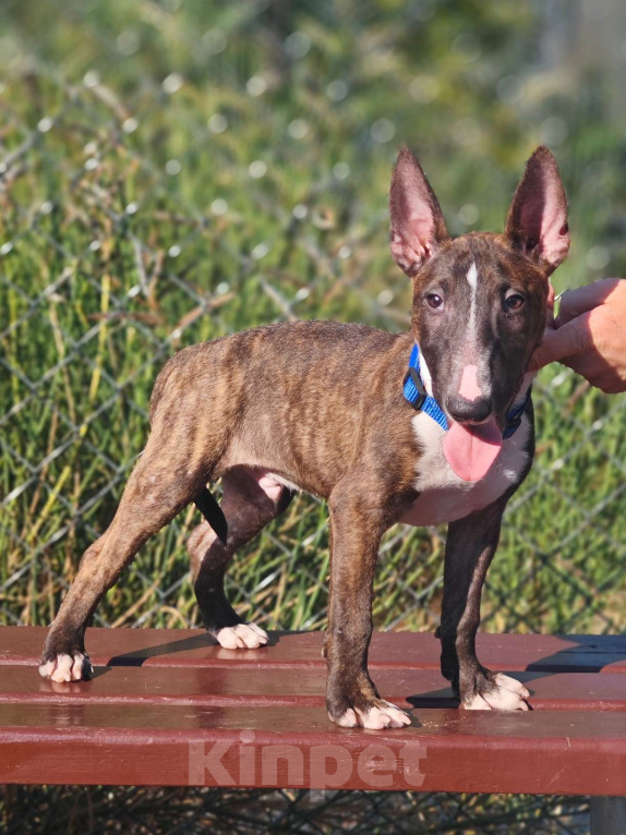 Собаки в Севастополе: Миниатюрный бультерьер, мальчики Мальчик, 50 000 руб. - фото 2