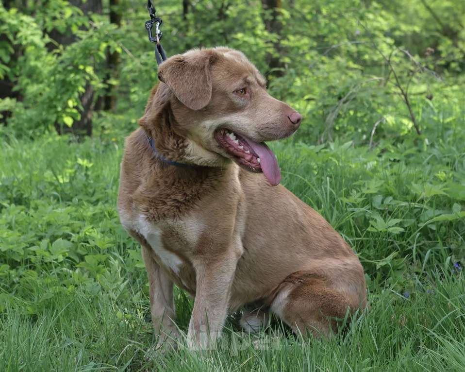 Собаки в Москве: Шоколадный и розовоносый метис лабрадора Шон в дар Мальчик, 1 руб. - фото 4