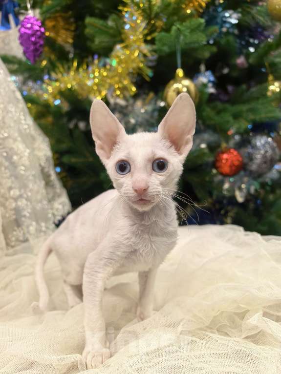 Кошки в других городах Тульской области: Нежный кудрявый ангел - белоснежная, голубоглазая красотка. Девочка, 50 000 руб. - фото 5