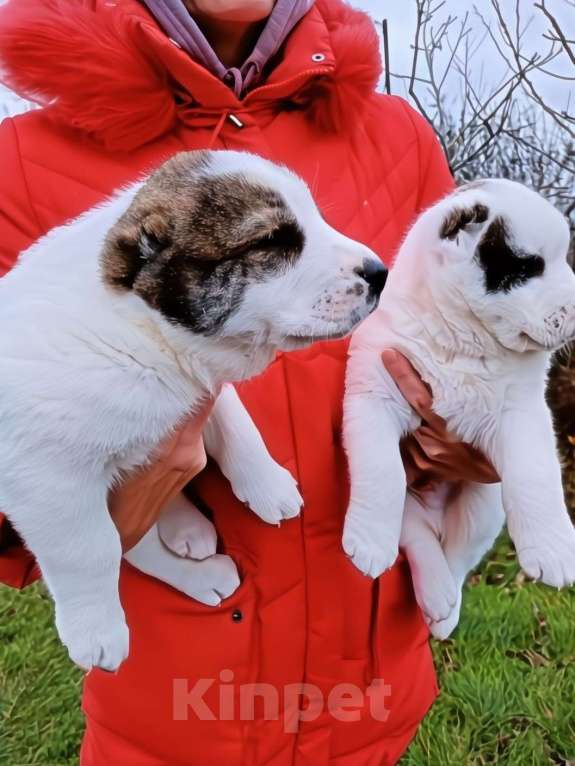Собаки в Армянске: Продажа щенков САО  Мальчик, 20 000 руб. - фото 3