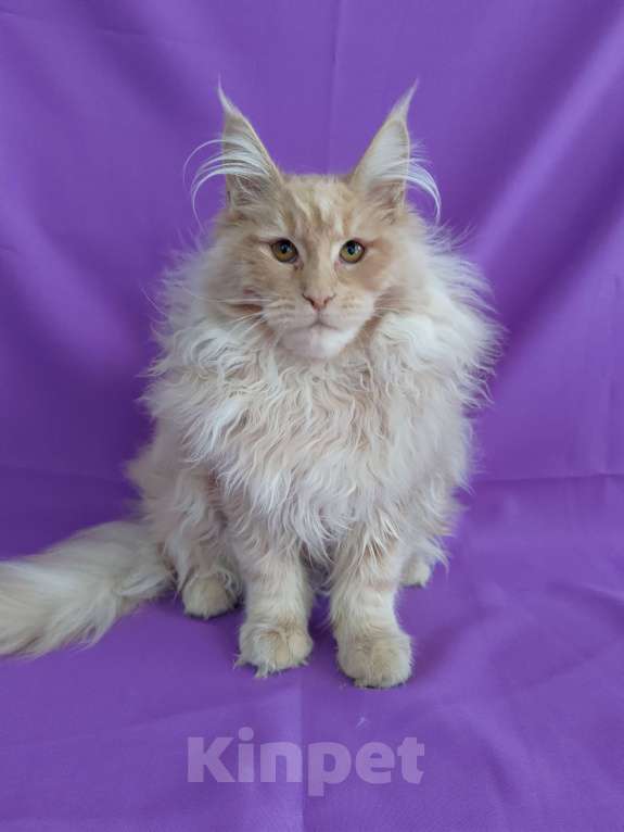 Кошки в Москве: Фавн Мальчик, 65 000 руб. - фото 5