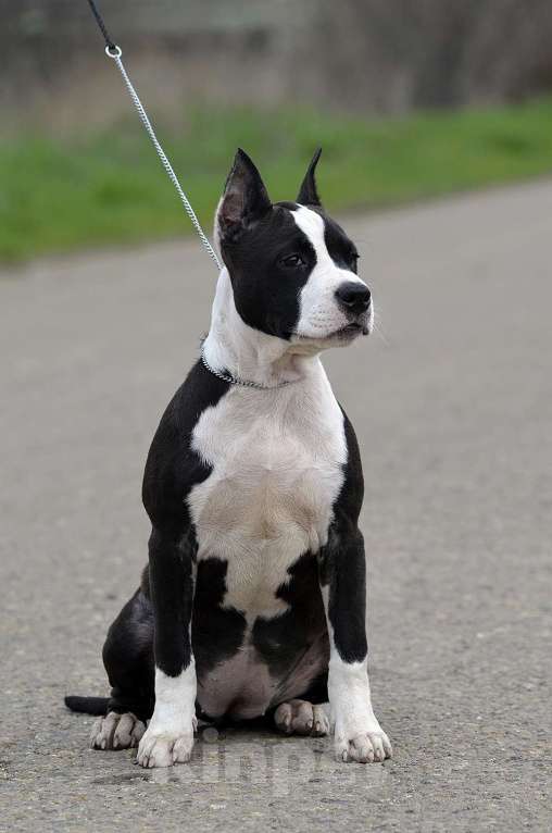 Собаки в Краснодаре: Девочка амстаффа с документами РКФ Девочка, 50 000 руб. - фото 6