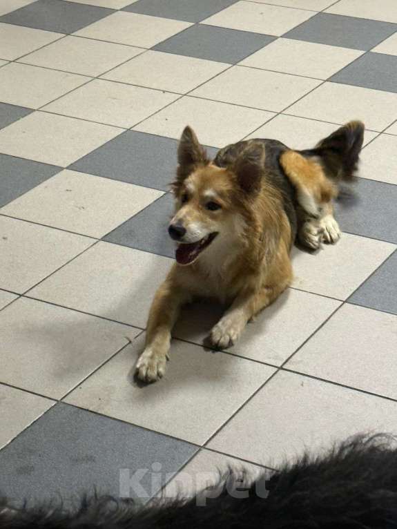 Собаки в Липецке: Лиса очень ждет свою семью Девочка, Бесплатно - фото 3