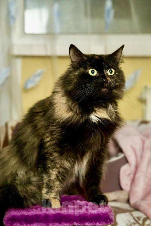 Кошки в Москве: Кошка Манюша - желтые глазки, ищет дом, в добрые руки Девочка, Бесплатно - фото 5