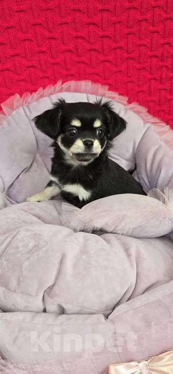 Собаки в Кемерово: Щенок чихуахуа Девочка, 50 000 руб. - фото 1