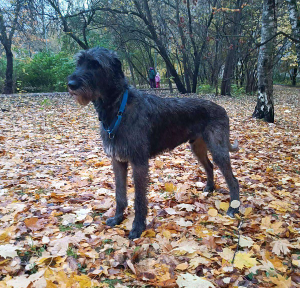 Собаки в Москве: Пропала собака, породы Ирландский волкодав Мальчик, 50 000 руб. - фото 3