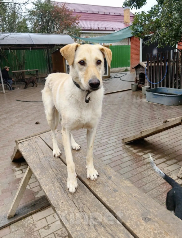 Собаки в Нижнем Новгороде: Девочка, помесь лабрадора Девочка, Бесплатно - фото 3