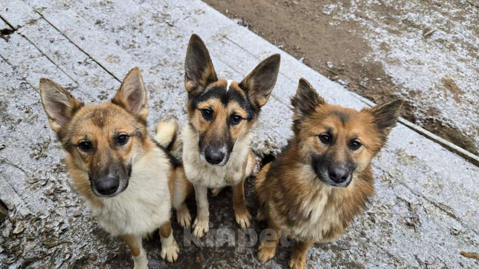 Собаки в Клине: Фисташка — роскошная красавица готова стать частью вашей семьи Девочка, Бесплатно - фото 5