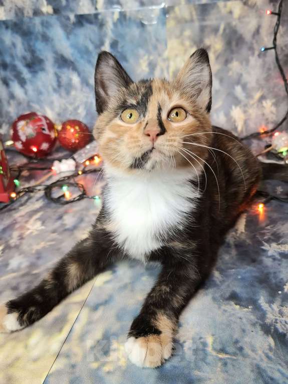 Кошки в Москве: Котёнок с капелькой на носу в поисках хозяев  Девочка, Бесплатно - фото 7