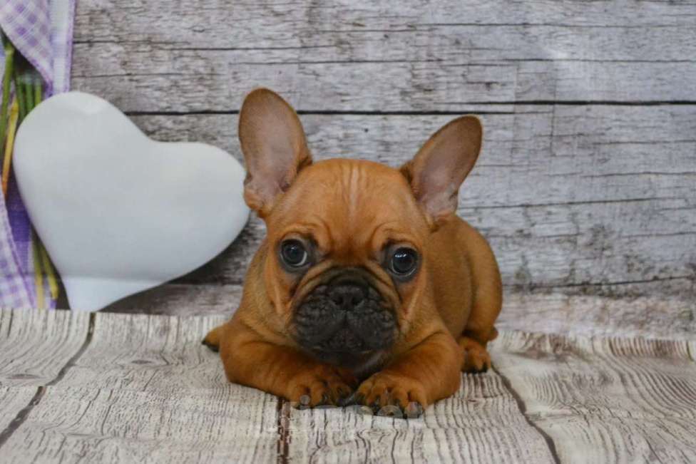 Собаки в Ореховом-Зуево: Огненный парень Мальчик, 85 000 руб. - фото 3