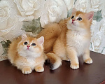 Кошки в Омске: Великолепные котята золотого окраса Мальчик, Бесплатно - фото 1