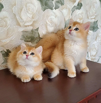 Объявление: Великолепные котята золотого окраса, Бесплатно, Омск