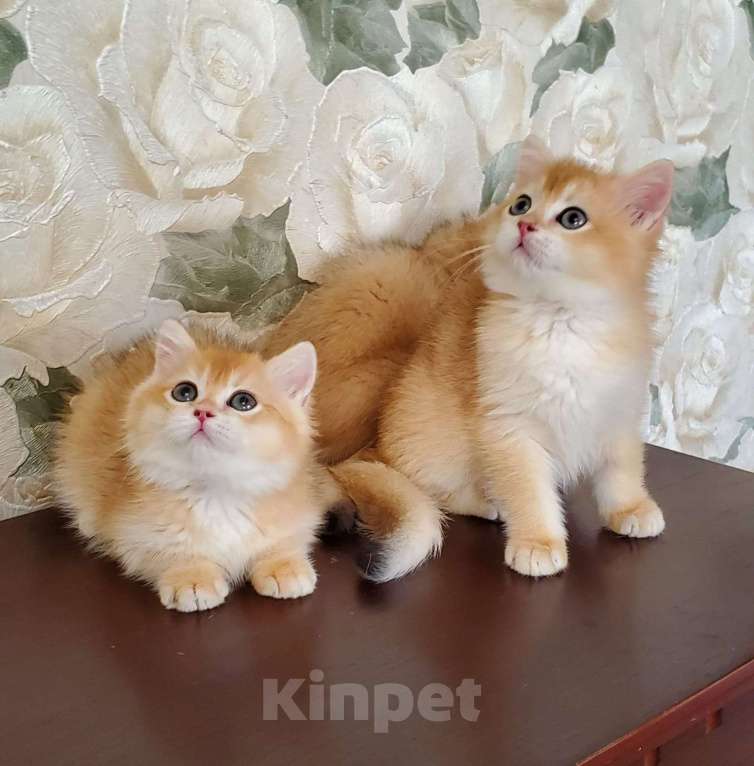 Кошки в Омске: Великолепные котята золотого окраса Мальчик, Бесплатно - фото 1