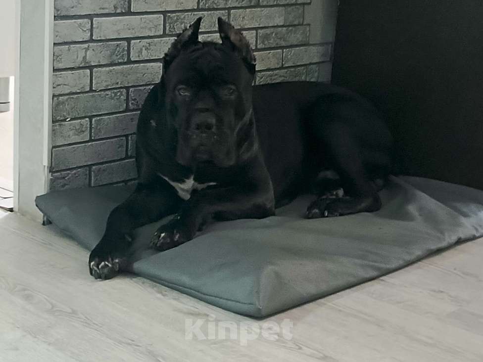 Собаки в Туле: Продам подрощенного щенка  Мальчик, Бесплатно - фото 1