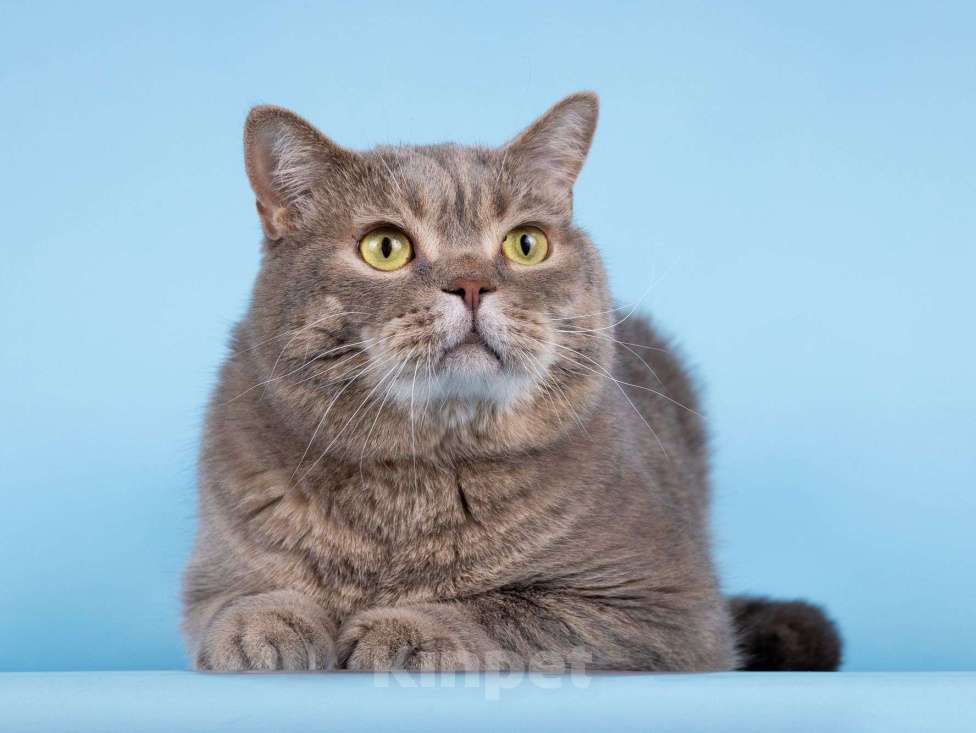 Кошки в Москве: Нежный ласковый котик Митенька в добрые руки Мальчик, Бесплатно - фото 2