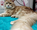 Кошки в Камызяке: Котенок Мейн кун, 25 000 руб. - фото 8