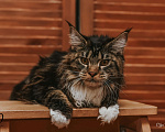 Кошки в Екатеринбурге: Котёнок Мейн-кун Девочка, 12 000 руб. - фото 1