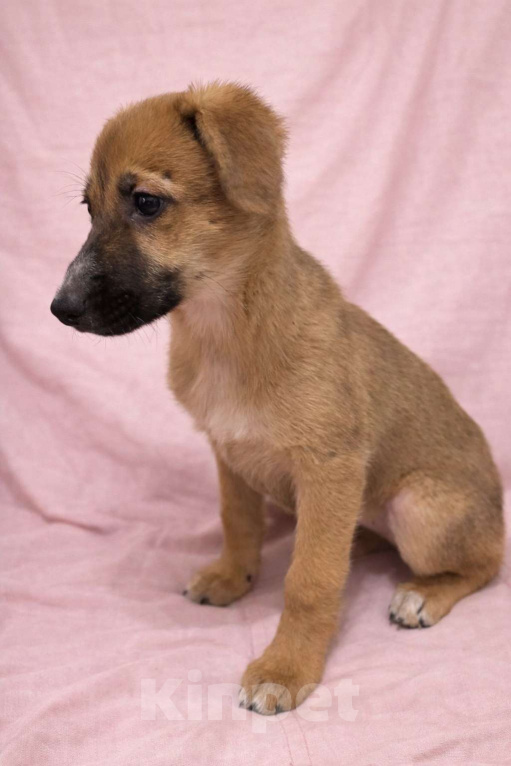 Собаки в Москве: Минди щенок девочка ищет дом Девочка, Бесплатно - фото 9